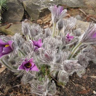 Ogród Botaniczny rozpoczyna sezon