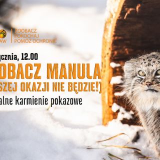 Zobacz manula - pokazowe karmienie w ZOO