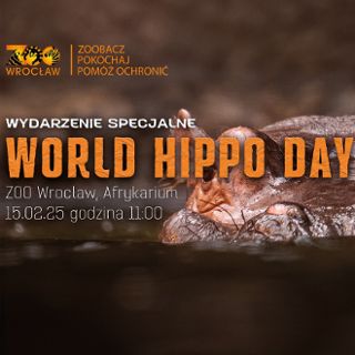 Hippo Day w ZOO. Pokazowe karmienie hipopotamów