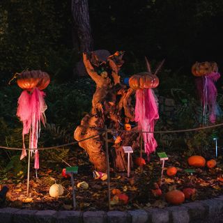 Dyniowe iluminacje w Ogrodzie Botanicznym
