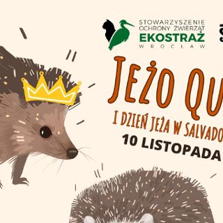 JEŻO-QUIZ Dzień Jeża w Salvadorze