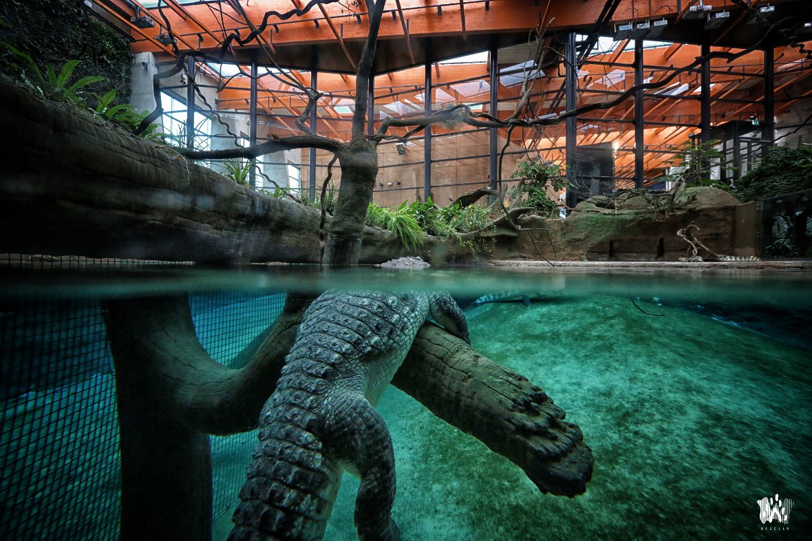 afrykarium wrocław visitwroclaw eu