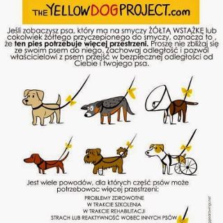 Projekt Yellow Dog - spotkanie informacyjne