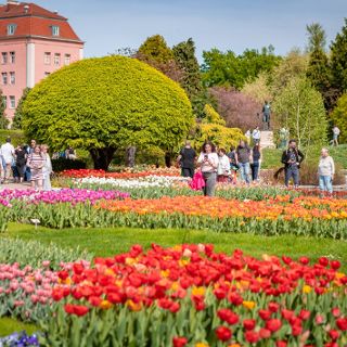 Festiwal Tulipanów