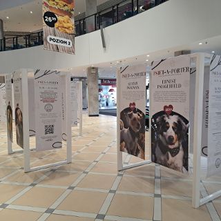 Wystawa psów do adopcji w Pasażu Grunwaldzkim