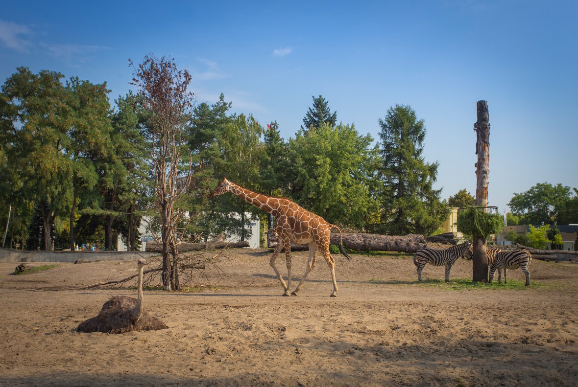 ZOO we Wrocławiu – atrakcje i zwiedzanie